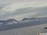 Majestic Whale in the Mountainous Ocean