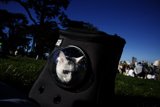 Feline Hideaway in Alamo Square