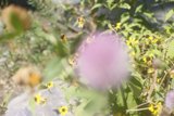 Busy Bees in a Field of Flowers