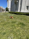 Running Free in the City