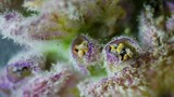 Extreme Macro: Purple Flower Stamens and Trichomes