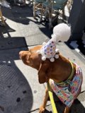 Birthday Pup on a Leash