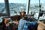 Dog Relaxing in High-Rise City Apartment