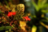 Delicate Red Bloom