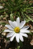 Beauty in Bloom