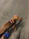A Hound's Morning Walk