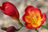 Geranium Bloom