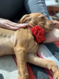 Lazy Sunday with my Furry Vizsla