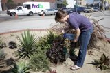 Urban Gardening