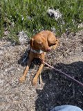 Relaxing on the Leash