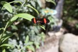 A Gentle Flutter