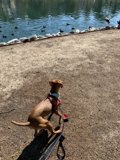 Canine Adventure by the Pond