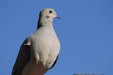 Eurasian Collared-Dove Portrait Against Clear Blue Sky