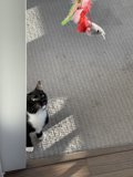 Feline Curiosity
