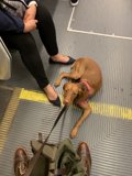 Subway Pooch