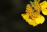 Bee and Bug Collecting Pollen on Vibrant Yellow Flower
