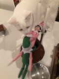 Elf on the Shelf Sparkles Joy Amongst Feline Friends