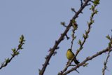 Spring's Feathered Friend