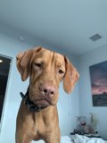 Resting Pup in a San Francisco Bedroom