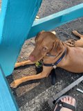 Blue bench companion