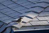 Sparrow Serenity atop El Sereno