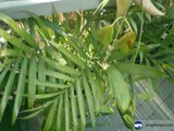 Balcony’s Blissful Botanic Beauty