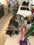 Feline Friend Next to Toy