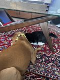 Furry Friends at Home