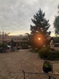 The Majestic Fir in the Courtyard