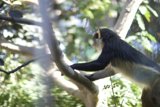 Monkeying Around in the Zoo