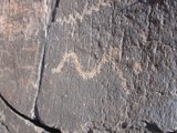 Animal on the Slate Rock