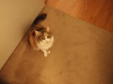 Floor Paws
