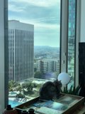 Feline in the City