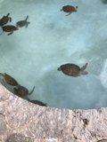 Turtles Take the Plunge