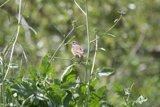 A Song in Spring