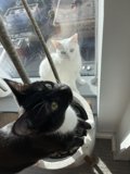 Windowsill Watcher