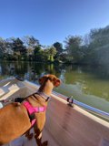 Pink-Harnessed Pup Sails the San Francisco Bay