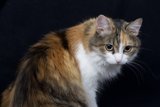 Calico Cat on a Black Canvas