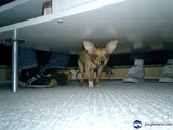 Hiding Pup