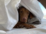 Comfy Canine Nap Time