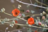 The Vibrant Orange Geranium Blossoms