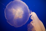 Ethereal Encounter: Jellyfish and Flower