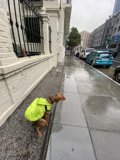 The Safest Pooch on the Block