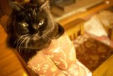 The Black Cat on the Wooden Chair