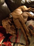 Puppy Pile