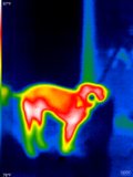 Thermal Image of Person Drinking Hot Beverage