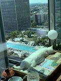 The White Cat Soaking up the Sun in the City