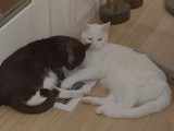 Two Cats Sharing Warmth on Heating Vent