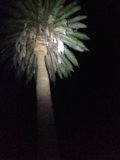 Illuminated Palm Tree