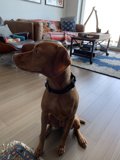 Loyal Vizsla enjoying the comfort of hardwood floors in San Francisco living room